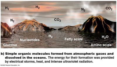 Self-replicating RNA probably formed on clay templates in shallow waters along the shorelines of oceans