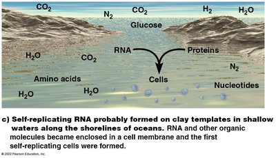 Development of photosynthesis created oxygen gas, permitting aerobic metabolism