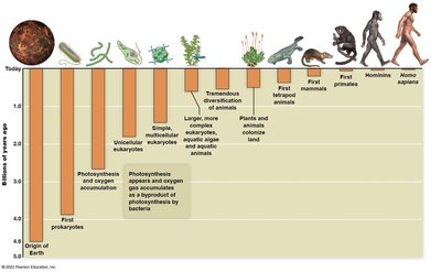 Evolutionary timeline showing major milestones from the origin of Earth to Homo sapiens