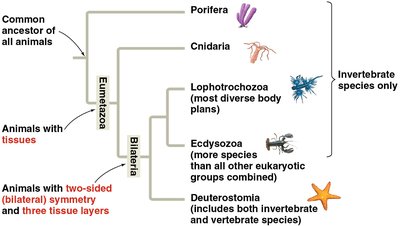 Major animal phyla and evolutionary relationships