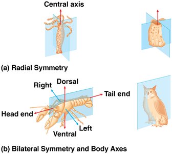 Radial and bilateral symmetry