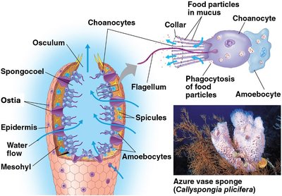 Sponge anatomy and feeding
