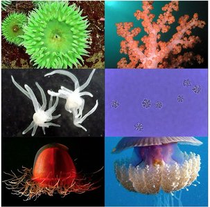 Cnidarian diversity