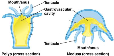 Polyp and medusa body forms
