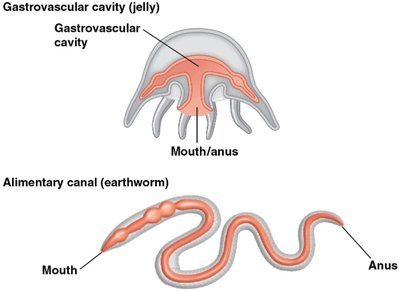 Gastrovascular cavity vs. alimentary canal