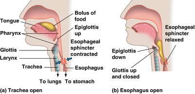 Movement of epiglottis during swallowing