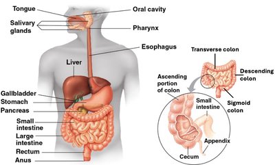 Human digestive system and major organs