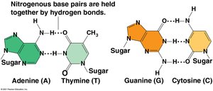 Hydrogen bonding between DNA base pairs