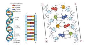 DNA double helix and base pairing