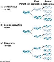 Models of DNA replication: conservative, semiconservative, dispersive
