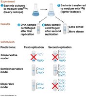 Meselson-Stahl experiment supporting semiconservative replication