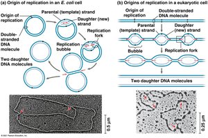 Origins of replication in prokaryotes and eukaryotes