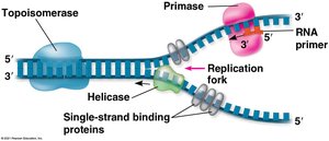 Replication fork and associated enzymes