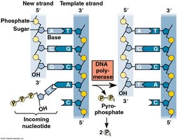 DNA polymerase and nucleotide addition