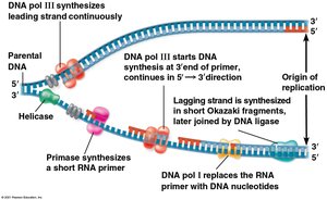 Leading and lagging strand synthesis