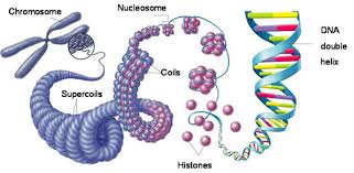 DNA packing: double helix, nucleosomes, chromatin, chromosome