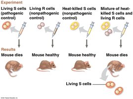 Griffith's transformation experiment with mice and Streptococcus pneumoniae