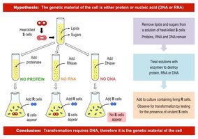 Avery, McCarty, and MacLeod experiment showing DNA is the transforming principle