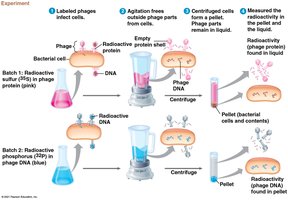Hershey-Chase experiment with radioactive labeling of DNA and protein