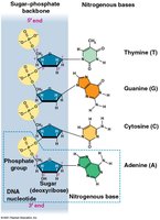 DNA nucleotide structure