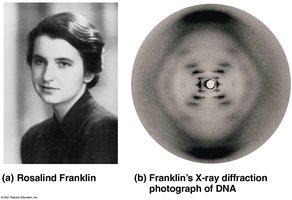 Rosalind Franklin and her X-ray diffraction image of DNA