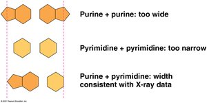 Base pairing: purine-purine, pyrimidine-pyrimidine, purine-pyrimidine