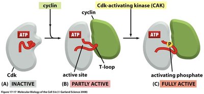 Diagram showing activation of Cdk by cyclin and CAK