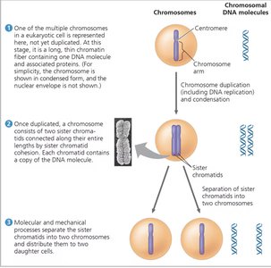 Diagram showing chromosome duplication and separation of sister chromatids