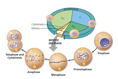 Diagram of mitosis stages and the cell cycle