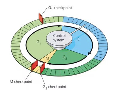 Diagram of cell cycle with G1, S, G2, and M checkpoints