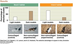 Bar graph and images showing predation rates on camouflaged and non-camouflaged mouse models in beach and inland habitats
