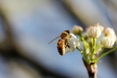 Bee pollinating a flower, illustrating ecosystem services and biodiversity