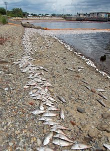 Fish die-off on a shoreline, illustrating pollution impacts