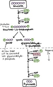 Diagram of glycolysis pathway