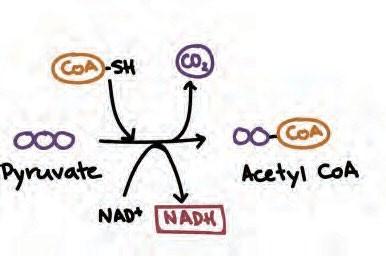 Pyruvate oxidation diagram