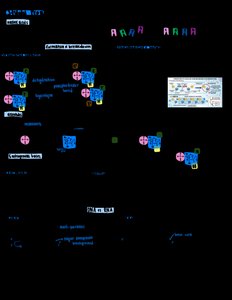 Enzyme-substrate interaction and catalysis diagram