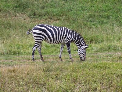 Zebra grazing on savanna