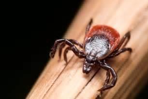 Tick on a branch