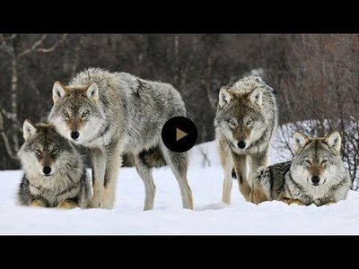 Pack of wolves in snow