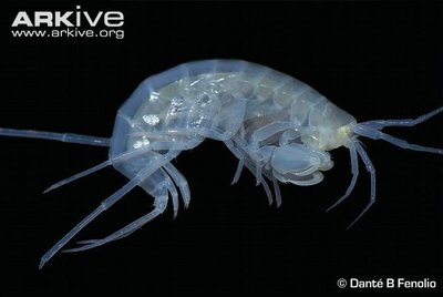 Cave amphipod, endangered species
