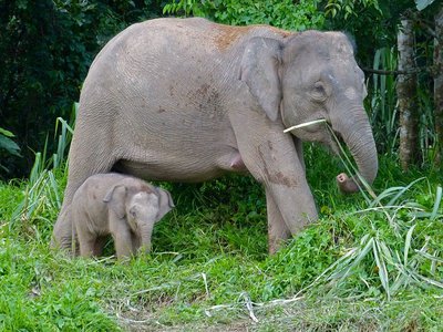 Elephant and calf, example of flagship species