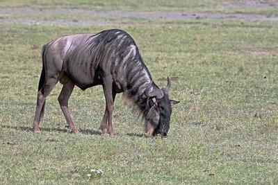 Wildebeest grazing on savanna