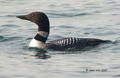 Loon swimming in water