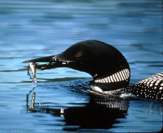 Loon catching a fish