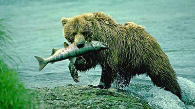 Bear predating on fish