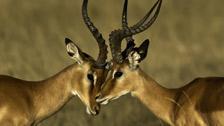 Two antelopes competing