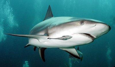 Remora attached to a shark