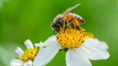Bee pollinating a flower