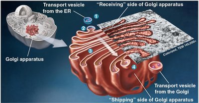 Structure and function of the Golgi apparatus