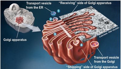 Golgi apparatus and transport vesicles